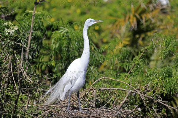 Great Egret (Ardea alba), adult, breeding plumage, decorative feathers, at the nest, Orlando,