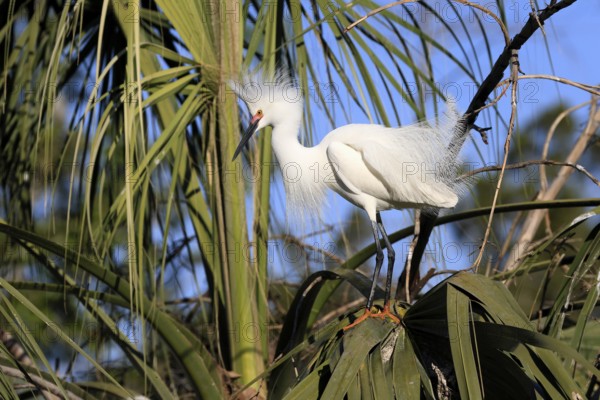 Great Egret (Egretta thula), adult, in breeding plumage, during breeding season, on tree, St.