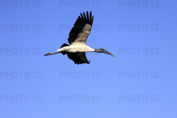 Wood stork (Mycteria americana), adult, flying, St. Augustine, Florida, USA, North America