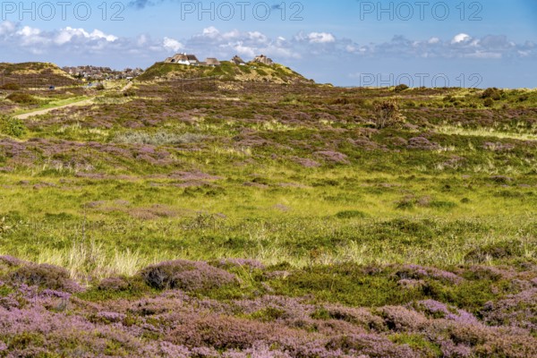 Blooming heathland and thatched roof houses near List, island of Sylt, North Friesland district,