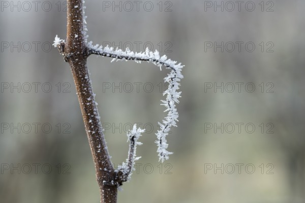 Icy branch of a vine in close-up with white hoar frost capturing the winter atmosphere, Reif,