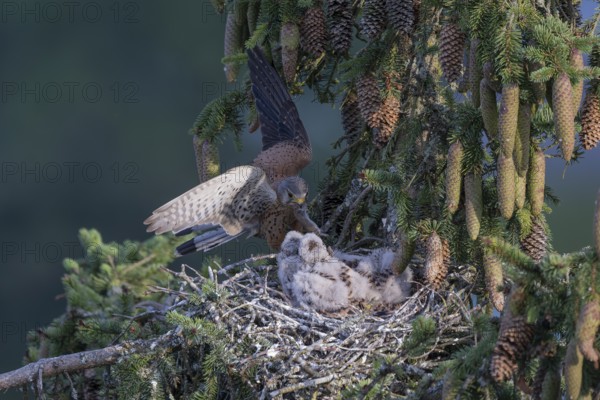 Common kestrel (Falco tinnunculus) at the nest with young birds, Daun, Eifel, Rhineland-Palatinate,