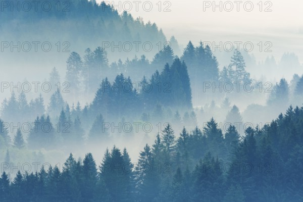 Fog and forest in Oberägeri in the canton of Zug, Switzerland, Europe