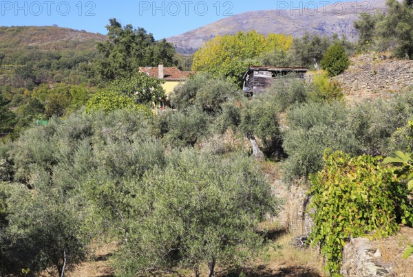 Farmhouse in olive grove, Aldenueva de la Vera, La Vera, Extremadura. Spain