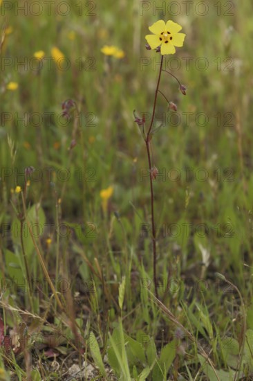 Annual rock-rose (Tuberaria guttata), Tuberaria, Cistaceae, Malvales, Angiospermae, Angiospermae,