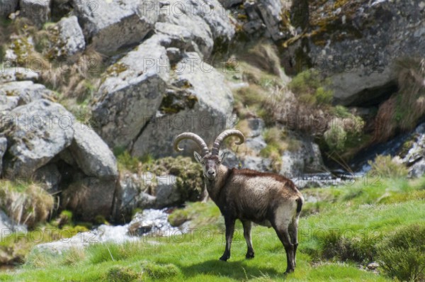 An ibex stands in a meadow against a background of rocks and grass, Gredos ibex (Capra pyrenaica