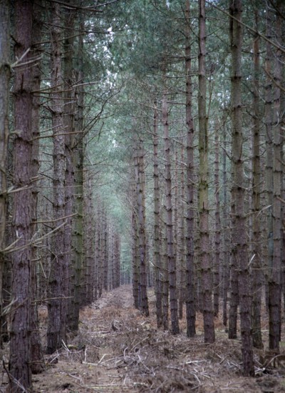 Rows of conifer trees standing in line, Rendlesham Forest, Suffolk, England, United Kingdom, Europe