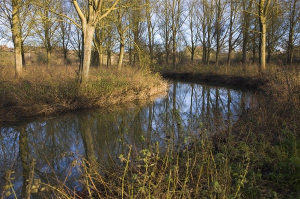 River Deben meandering through willow tree woodland at Campsea Ashe, Suffolk, England, United