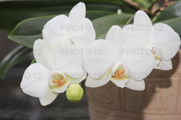 White orchid (Phalaenopsis), flowers in a flower pot, North Rhine-Westphalia, Germany, Europe