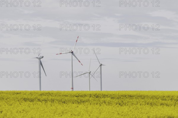 A wind turbine in a rapeseed field, photographed in Vierkirchen, 12/04/2024