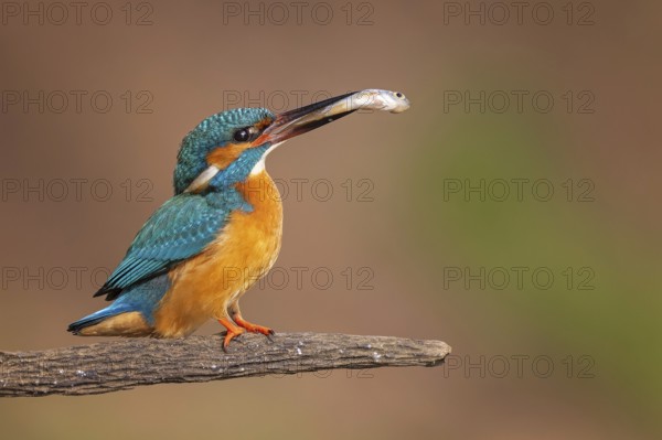 Common kingfisher (Alcedo atthis) Indicator of clean watercourses, mating feeding, male with a