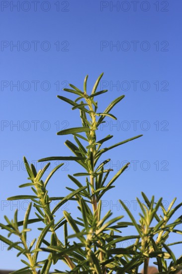 Rosemary (Salvia rosmarinus), in the blue sky, North Rhine-Westphalia, Germany, Europe