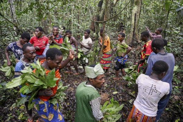 Pygmies of the Baka or BaAka people dancing, Dzanga-Sangha Special Dense Forest Reserve,