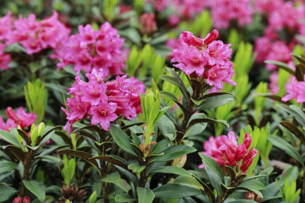 Rusty-leaved alpenrose, Rhododendron ferrugineum, Swiss Alps