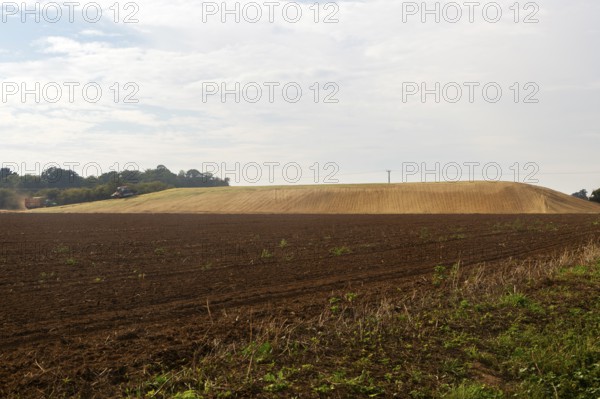Silage clamp of sweetcorn maize in field stored for biofuel, Alderton, Suffolk, England, UK