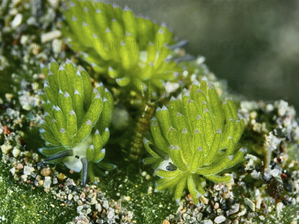 Three sea snails, leaf sheep snails (Costasiella kuroshimae), called Shaun the Sheep. Sea snail