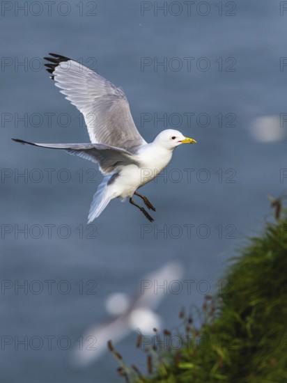 Black-legged Kittiwake, Rissa tridactyla, bird in flight over sea, Bempton Cliffs, North Yorkshire,
