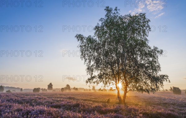 Heath landscape, flowering common heather (Calluna vulgaris), birch (Betula), backlit at sunrise,