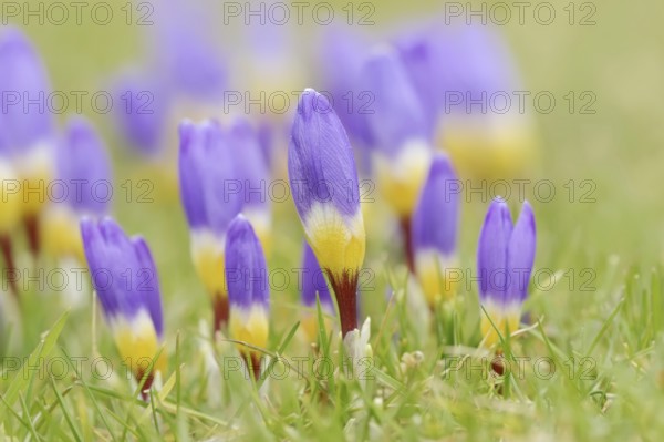 Sieber crocus or Greek dwarf crocus (Crocus sieberi), North Rhine-Westphalia, Germany, Europe