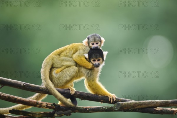 Common squirrel monkey (Saimiri sciureus) mother with her youngster, captive, distribution South