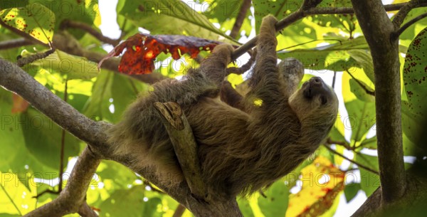 Hoffmann's two-toed sloth (Choloepus hoffmanni) on a branch, Cahuita National Park, Costa Rica,