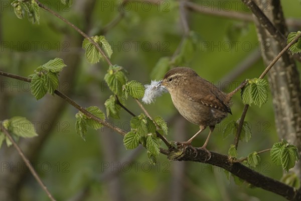 Eurasian wren (Troglodytes troglodytes) adult bird on a Hazel tree branch carrying a feather in its