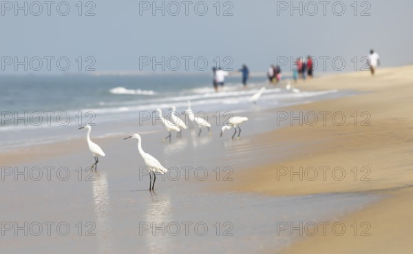 Great egret (Ardea alba, syn.: Casmerodius albus, Egretta alba) at Marari Beach or beach, blurred