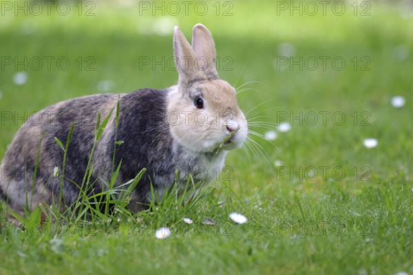 Rabbit (Oryctolagus cuniculus domestica), hare, grass, daisy, A brown domestic rabbit sits in the