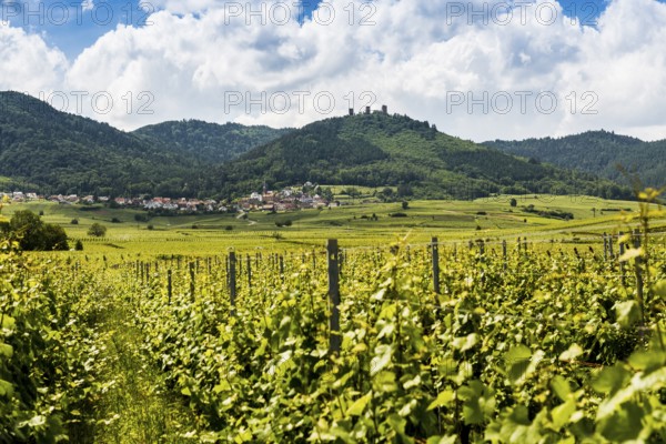 Village in the vineyards and castle ruins, Les Trois Châteaux d'Eguisheim, Husseren-les-Châteaux,