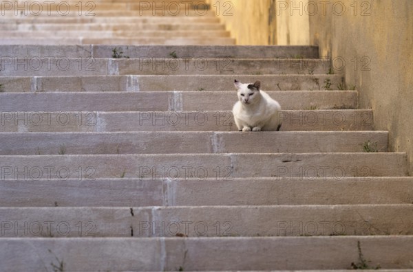 Cat lying, dozing, stairs, evening light, Lisbon, Portugal, Europe