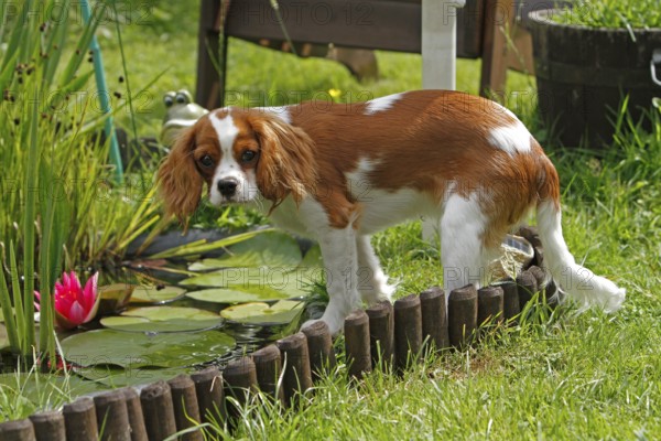 Cavalier King Charles Spaniel, kitten
