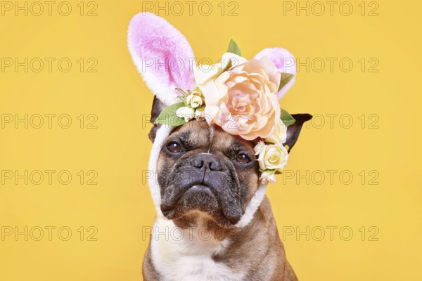 Cute French Bulldog dog wearing pink Easter bunny costume ears headband with rose flowers on yellow