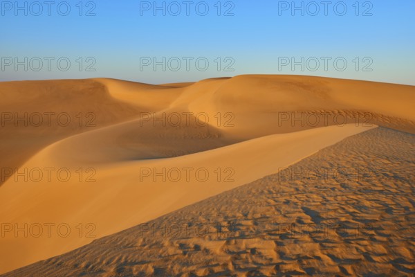 Soft, undulating sand dunes in the desert under a clear blue sky in the light of sunset, Matruh,