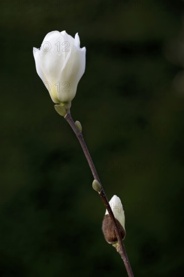 Yulan magnolia (Magnolia denudata Desr.), magnolia blossom, Baden-Württemberg, Germany, Europe