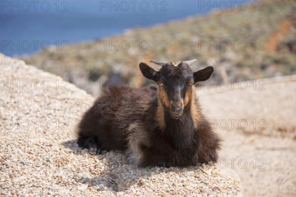 A brown goat lying relaxed on a rock in nature, Young goat, Crete, Greece, Europe