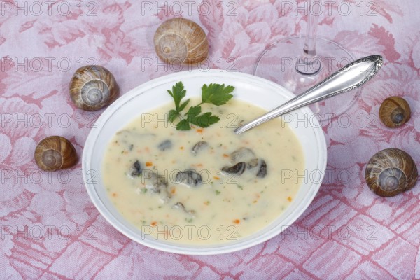 Baden cuisine, snail soup, typical Baden, vineyard snail shell, snail shells, parsley, spoon, soup