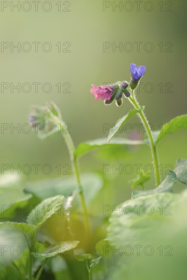 Close-up of a spotted lungwort (Pulmonaria officinalis), portrait format, nature photo, flora,