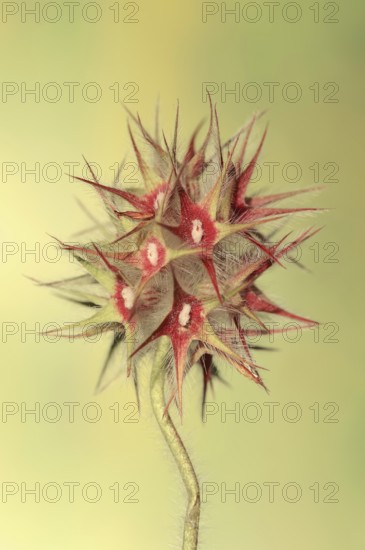 Starry clover (Trifolium stellatum), flower, Provence, southern France