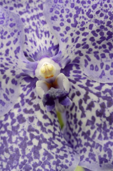 Orchid 'Vanda Trevor Rathbone' (Vanda hybride), flower detail, houseplant, North Rhine-Westphalia,