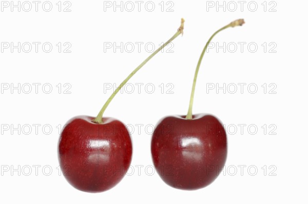 Wild cherry (Prunus avium), cherries on a white background