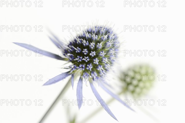 Amethyst sea holly (Eryngium amethystinum), flowers against a white background