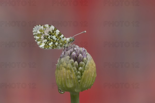 Orange tip (Anthocharis cardamines) butterfly resting on a garden Allium flower head in the