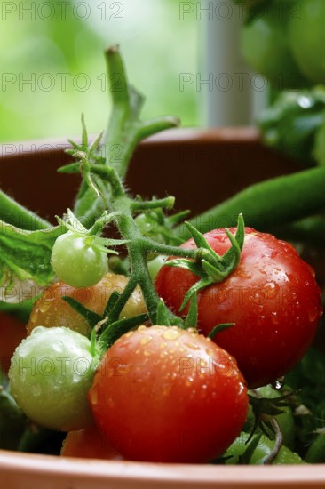 Tomatoes on the vine, August, Germany, Europe