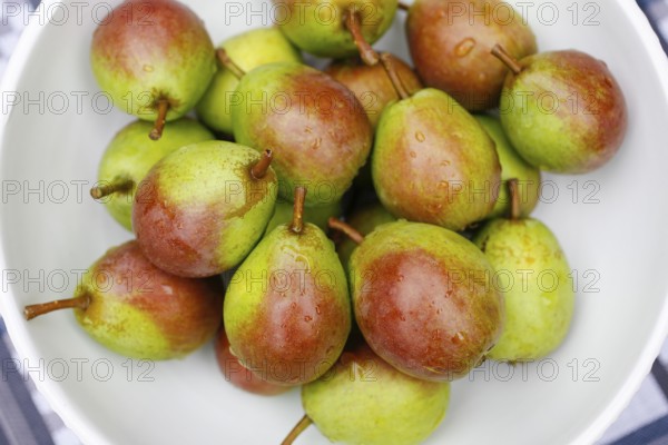 Stuttgart Gaishirtle, pear variety, fruit in fruit bowl, preparation of tart with Gaishirtle and