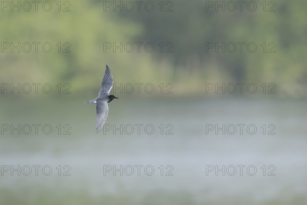 Black tern (Chlidonias niger) adult bird in summer plumage in flight over a lake, England, United