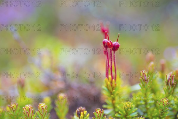 Young blue heath (Phyllodoce caerulea), bud, vertical format, Tynset, Innlandet, Norway, Europe