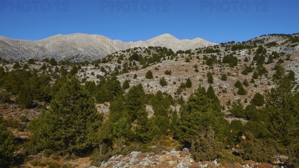 Niatos Plateau, Forest-covered hills and ridges under a wide blue sky, Lefka Ori, White Mountains,