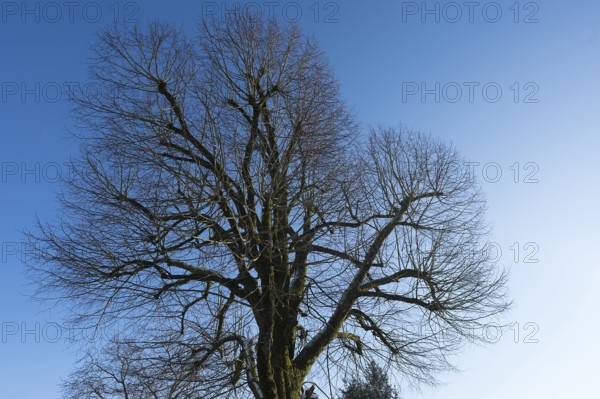 Bald lime tree (Tilia platyphyllos) in January, blue sky, Bavaria, Germany, Europe