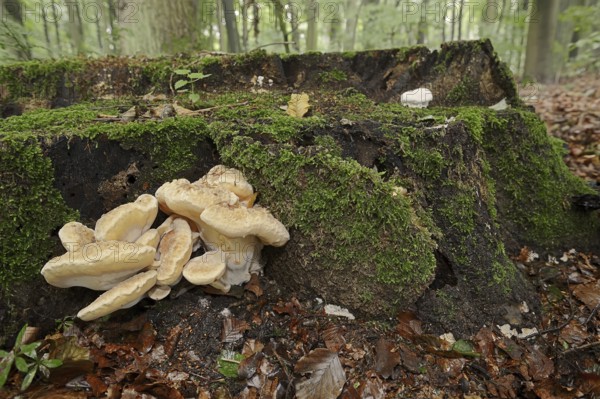 Giant polypore (Meripilus giganteus), North Rhine-Westphalia, Germany, Europe