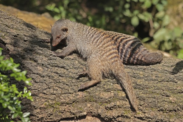 Zebra mongoose (Mungo mongoose)